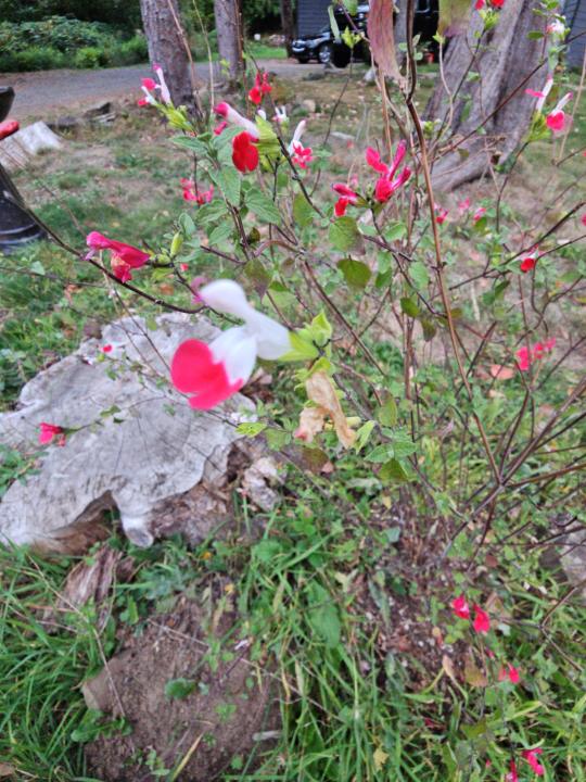 Your photo