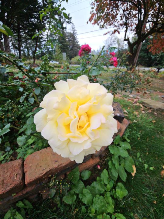 Your photo